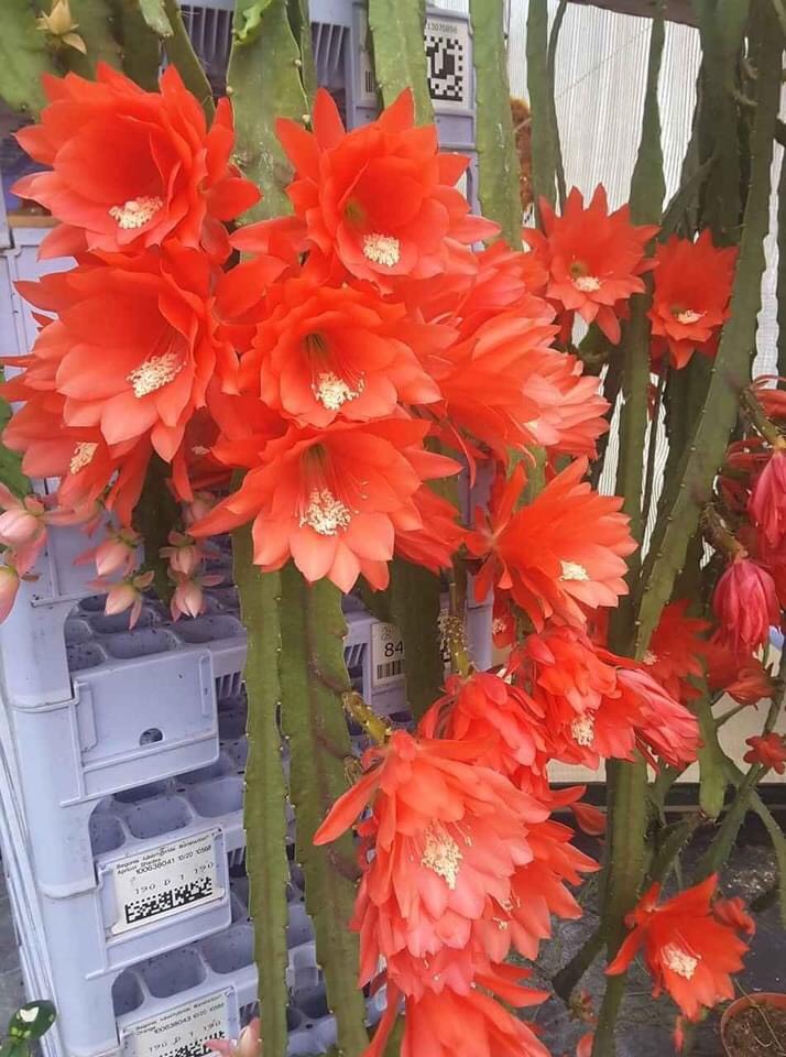 Đại Nhật Quỳnh 7 màu hoa ( lá giống)