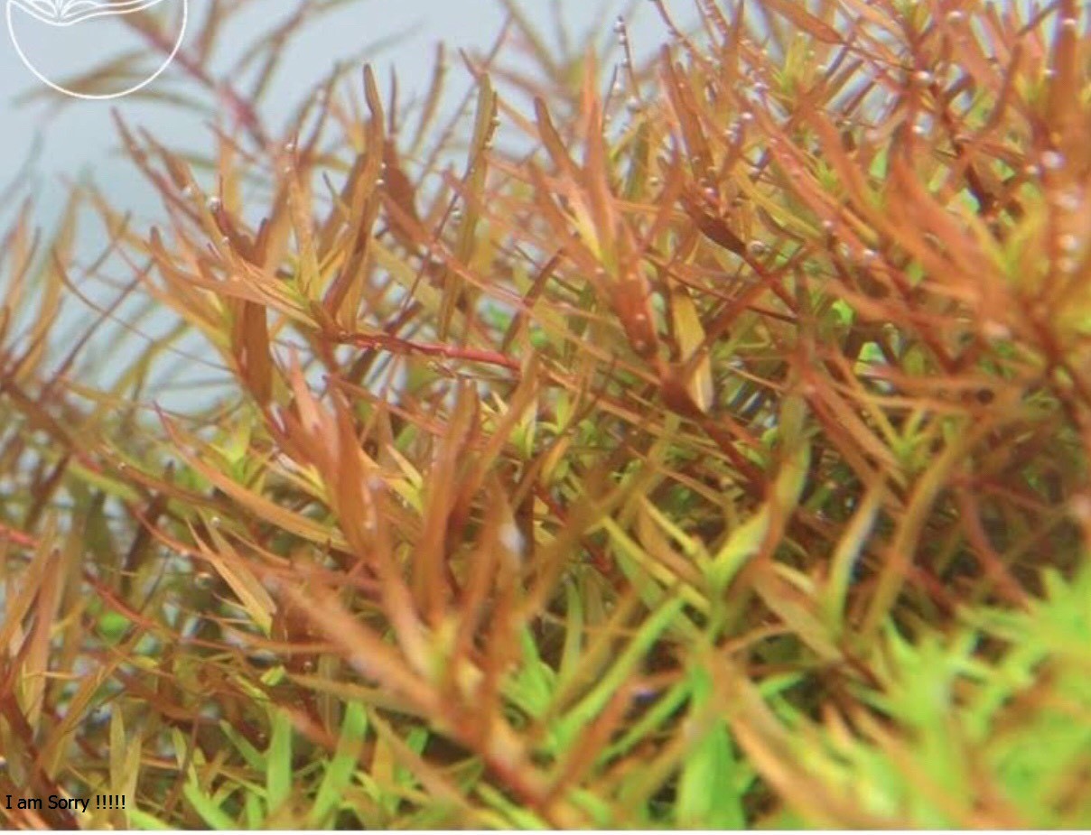Vảy Ốc hra Cam (Rotala Rotundifolia Hra ) 14 ngọn - Cây Thuỷ Sinh
