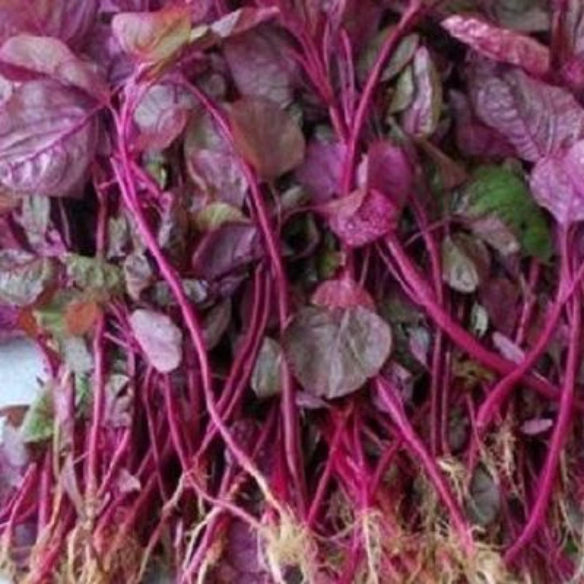 20g Hạt giống Rau dền đỏ