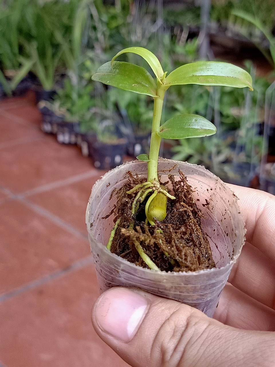 Hoa Lan Chớp Mỹ Hàng Ki 51 chuẩn hoa