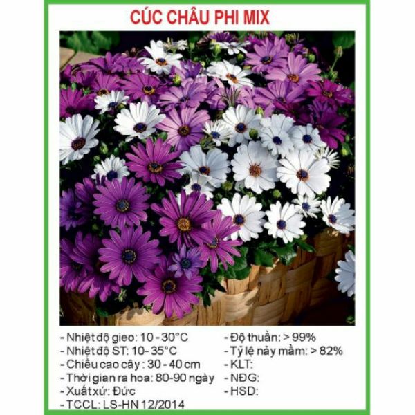 Hạt Giống Hoa Cúc Châu Phi Mix 20H
