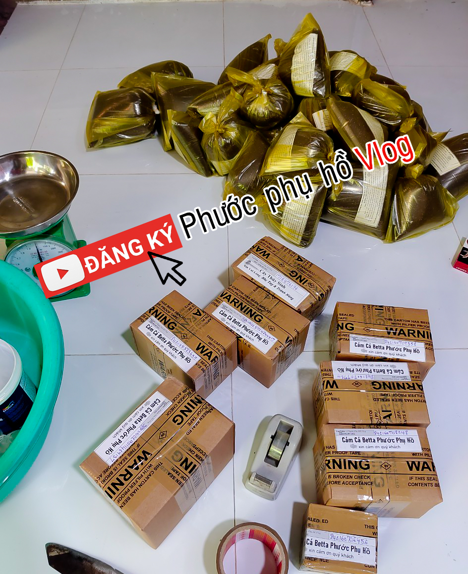 Cám cá betta phước phụ hồ