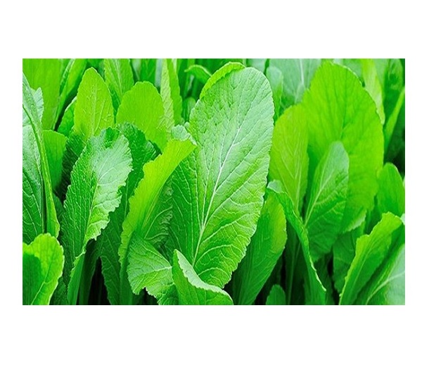 HẠT GIỐNG CẢI BẸ XANH MỠ CAO SẢN