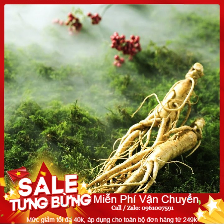 Hạt giống Nhân sâm Hàn quốc