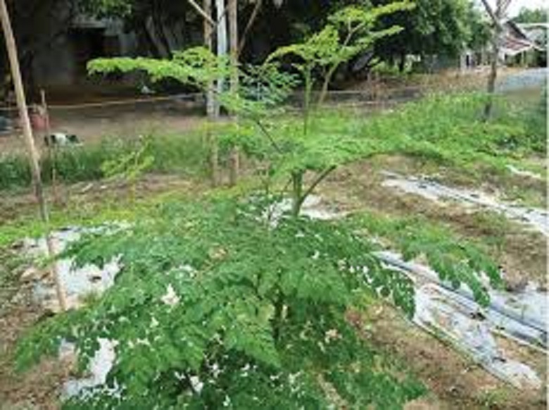 CÂY GIỐNG CÂY RAU CHÙM NGÂY VUA CỦA CÁC LOÀI RAU, SIÊU KINH TẾ- CAM KÊT GIỐNG CHUẨN F1