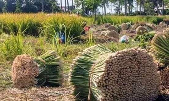 Tinh dầu sả nguyên chất 500ml