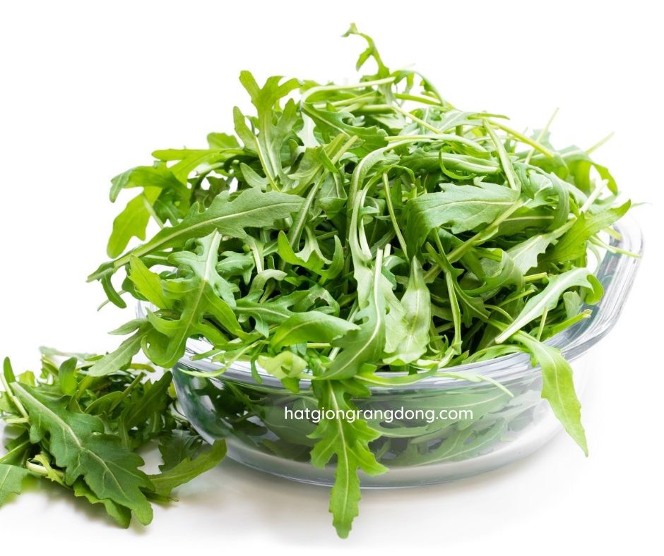 Hạt giống Rau Thơm Rocket ( rau Arugula, làm salat, luộc, xào đều ngon )