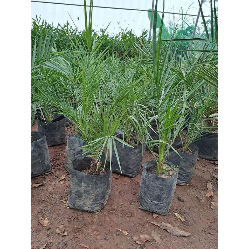Cây giống Chà là Trung Đông - quả đỏ (cây cao bầu to)