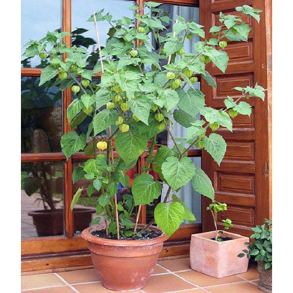 South American pompom seeds, berries, round, smooth, when there are fresh leaves, cooked to orange yellow (pack of 50 seeds)-shallow yellow