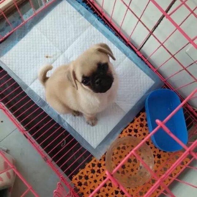 1 Miếng - Tấm lót vệ sinh cho thú cưng🐶🐱🐰