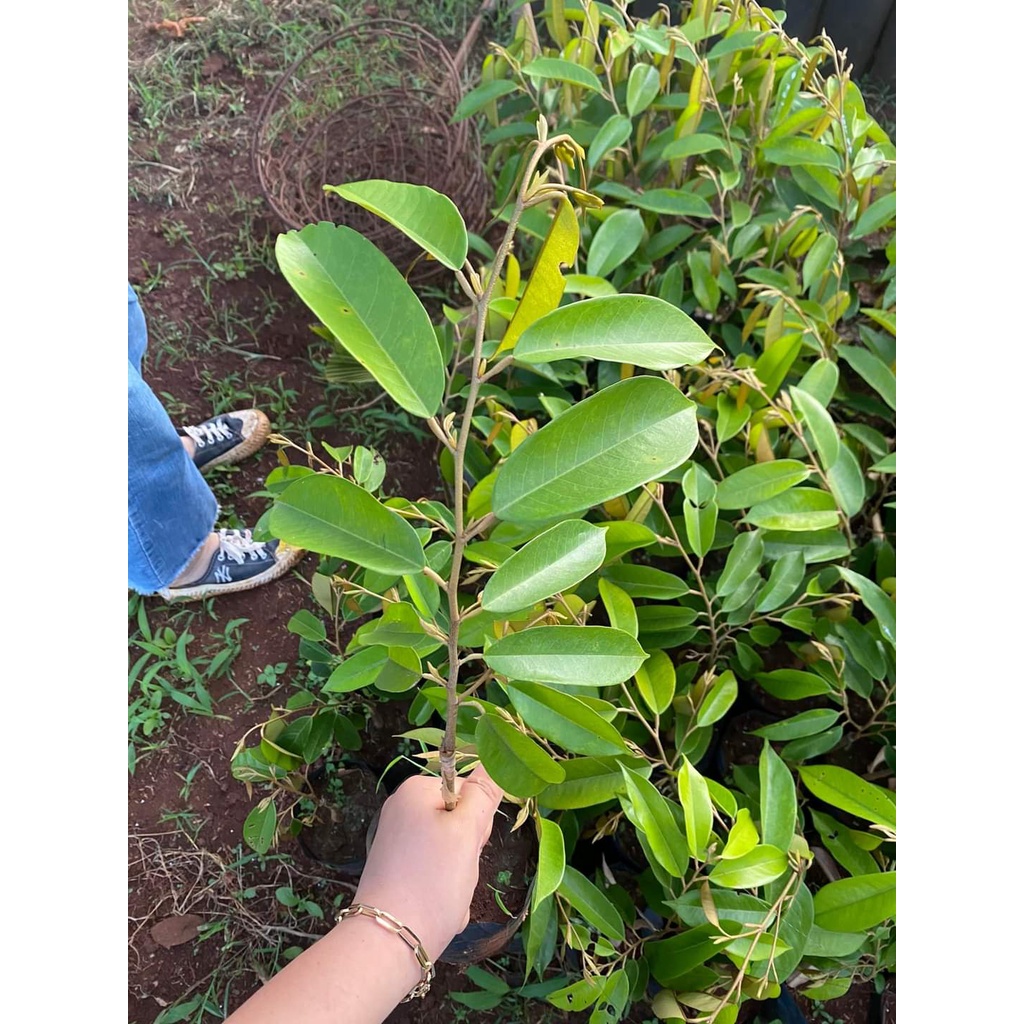 CÂY GIỐNG SẦU RIÊNG BLACK THORN (cây ghép cho trái siêu sớm )