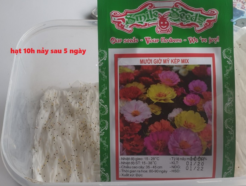 Hạt giống Dưa Lưới Melo 10 Hạt