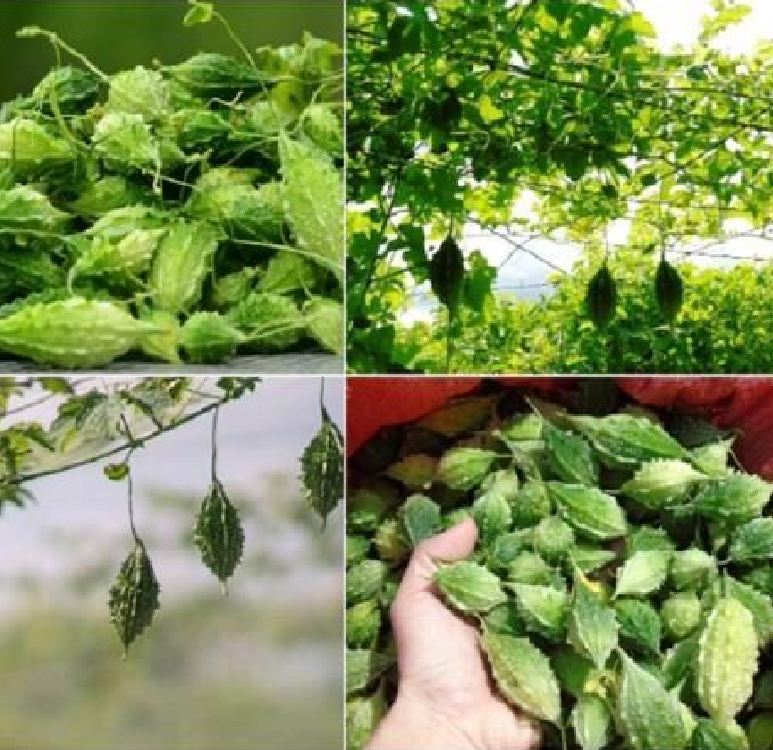 Hạt giống trái khổ qua rừng ( 20 hạt/gói )