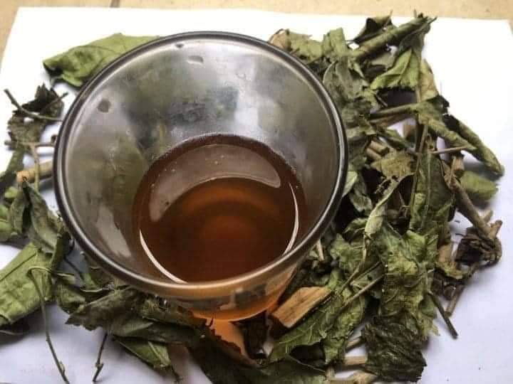 (Dược liệu khô) Cây Xạ đen phơi khô 500g