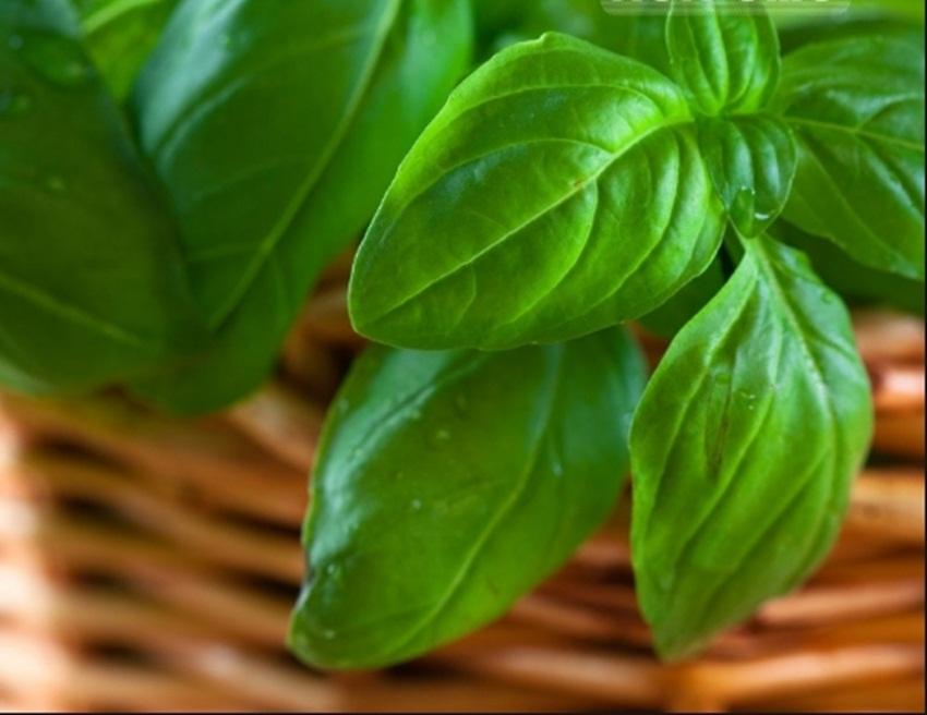 Hạt giống basil xanh