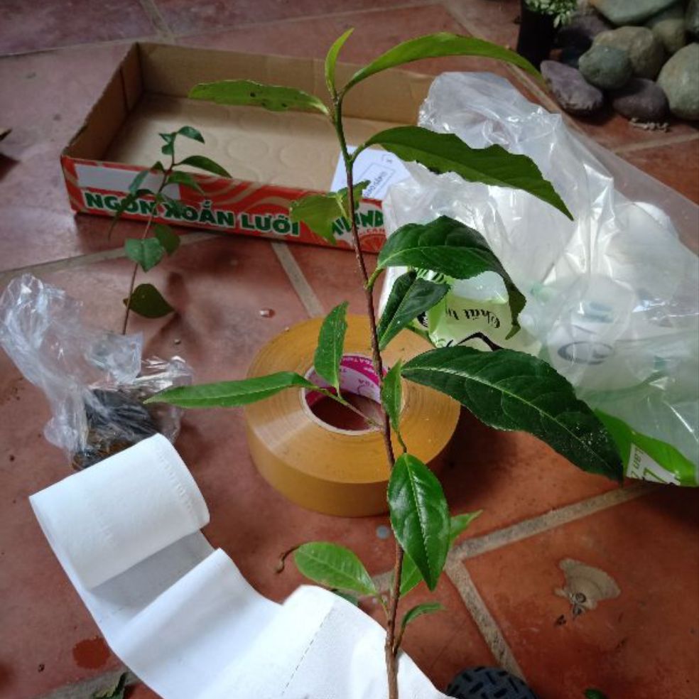 Cây chè Shan Tuyết giống
