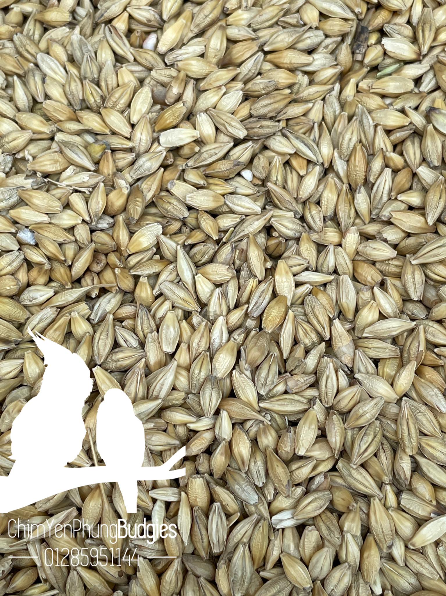 1kg hạt đại mạch (Barley Seed/Raw Barley) đa công dụng.