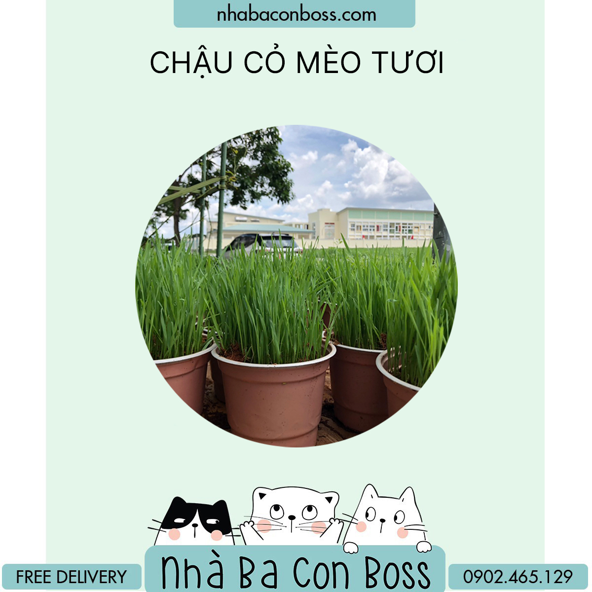 Bộ Trồng Cỏ Mèo