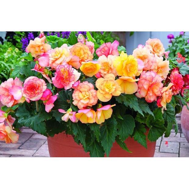 Hạt Giống Hoa Thu Hải Đường Kép Mix