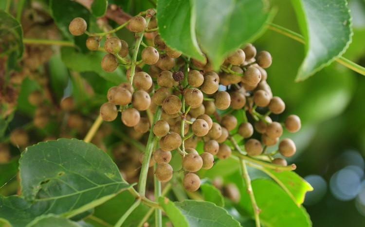 Combo 2 cây nhội giống