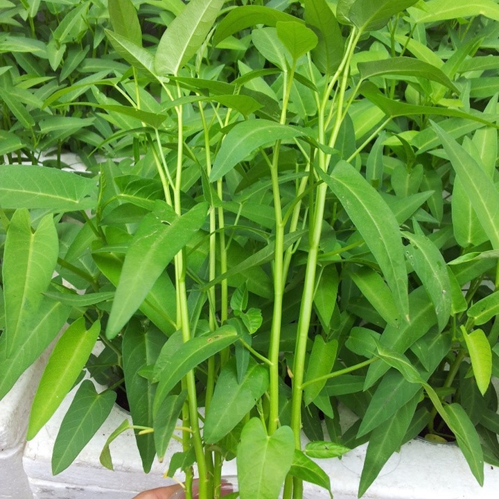 Hạt giống rau muốn gói 50gram