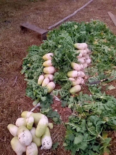 Hạt giống củ cải hàn quốc