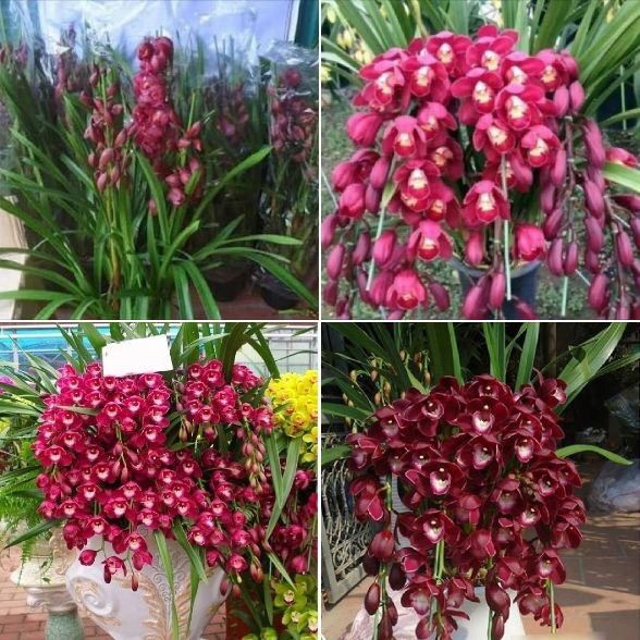 Địa lan sato(1 củ to tặng kèm phân bón) qq