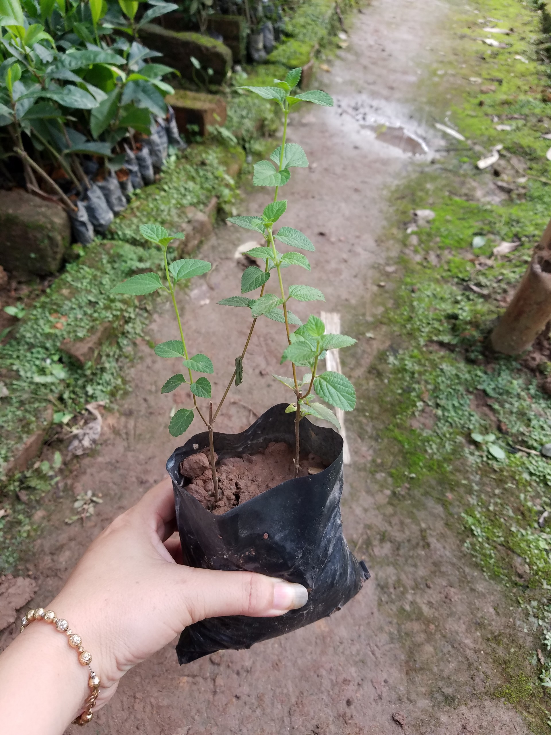 Ngũ sắc tím ( cây buông rủ ) - 1 bầu 2 cây như hình