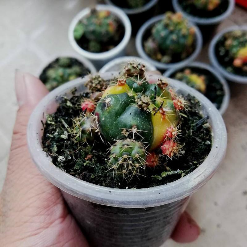 xương rồng damsi lem