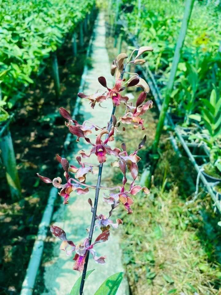 HOA LAN NẮNG SING JASMINE