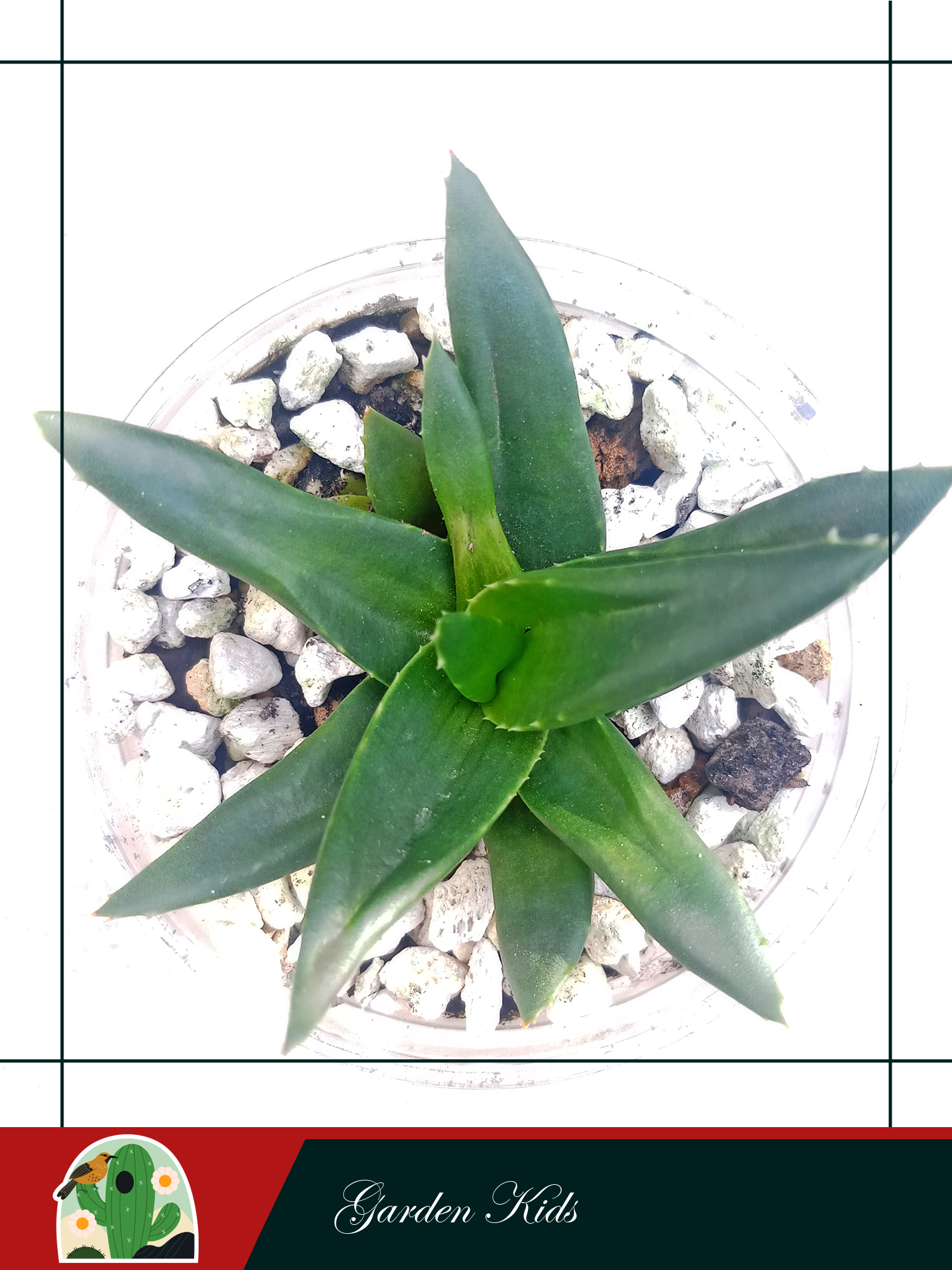 Cây nha đam (Haworthia Pentagona)