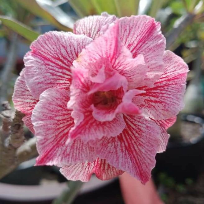 20 hạt sứ thái cánh kép trộn 10 màu.