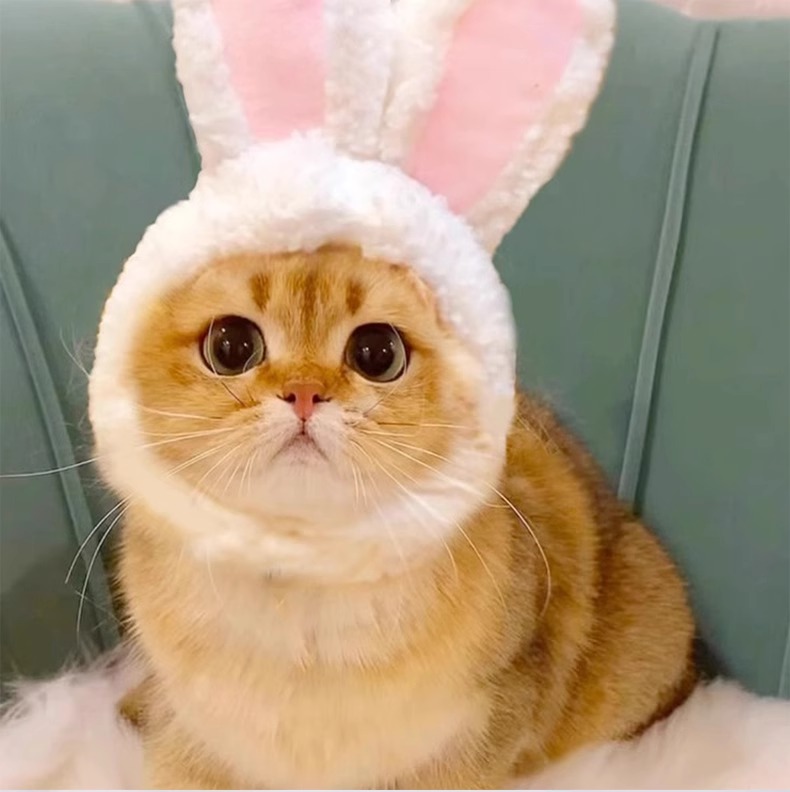 Nón tai thỏ 4 màu cho chó mèo - T3 PETS SHOP