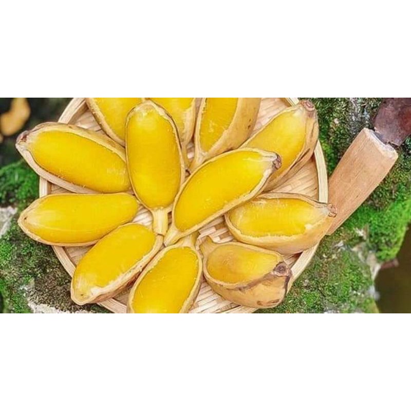 CÂY GIỐNG CHUỐI SÁP NGHỆ SIÊU SỚM (8 THÁNG CHO TRÁI,) (cây giống bảo hành )