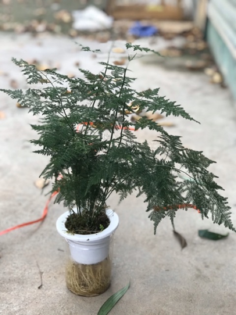 Chậu Cây Thuỷ Tùng Thuỷ Canh