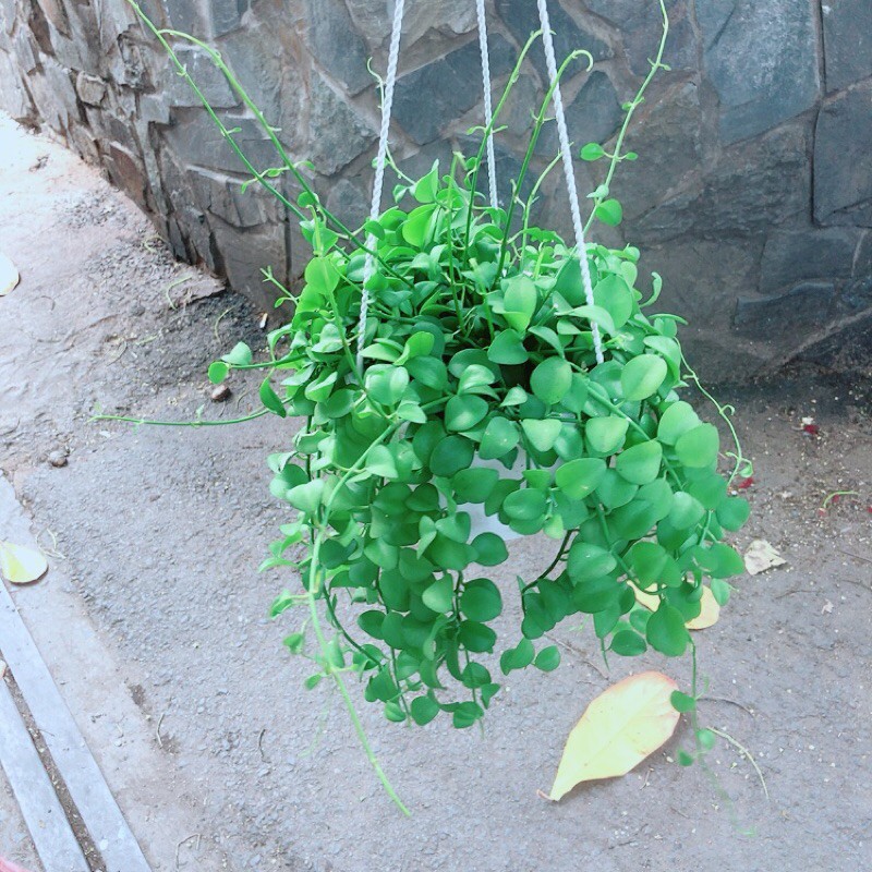 Chậu Cây Treo Đo La