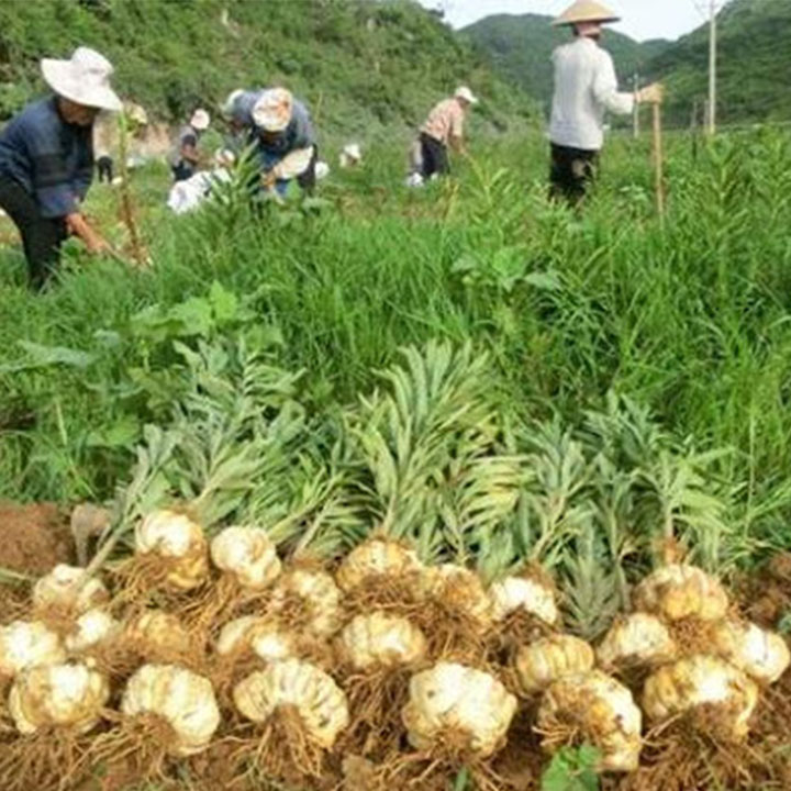 Củ bách hợp khô 1kg