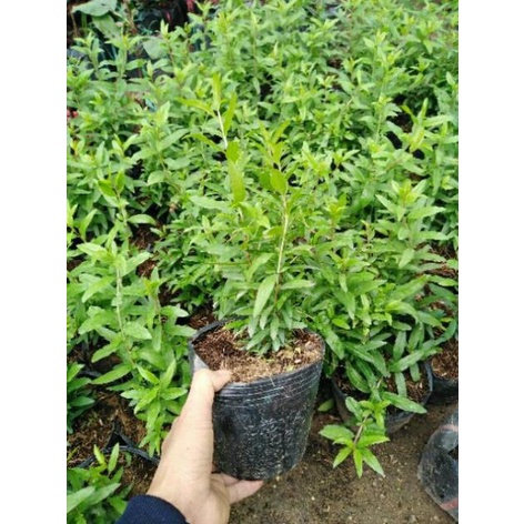 CÂY GIỐNG LỰU LÙN ĐỎ CAO SẢN .