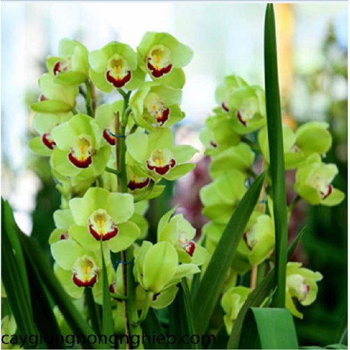 Củ Giống Hoa Địa Lan Santo hoa màu Xanh ( 1 củ  )