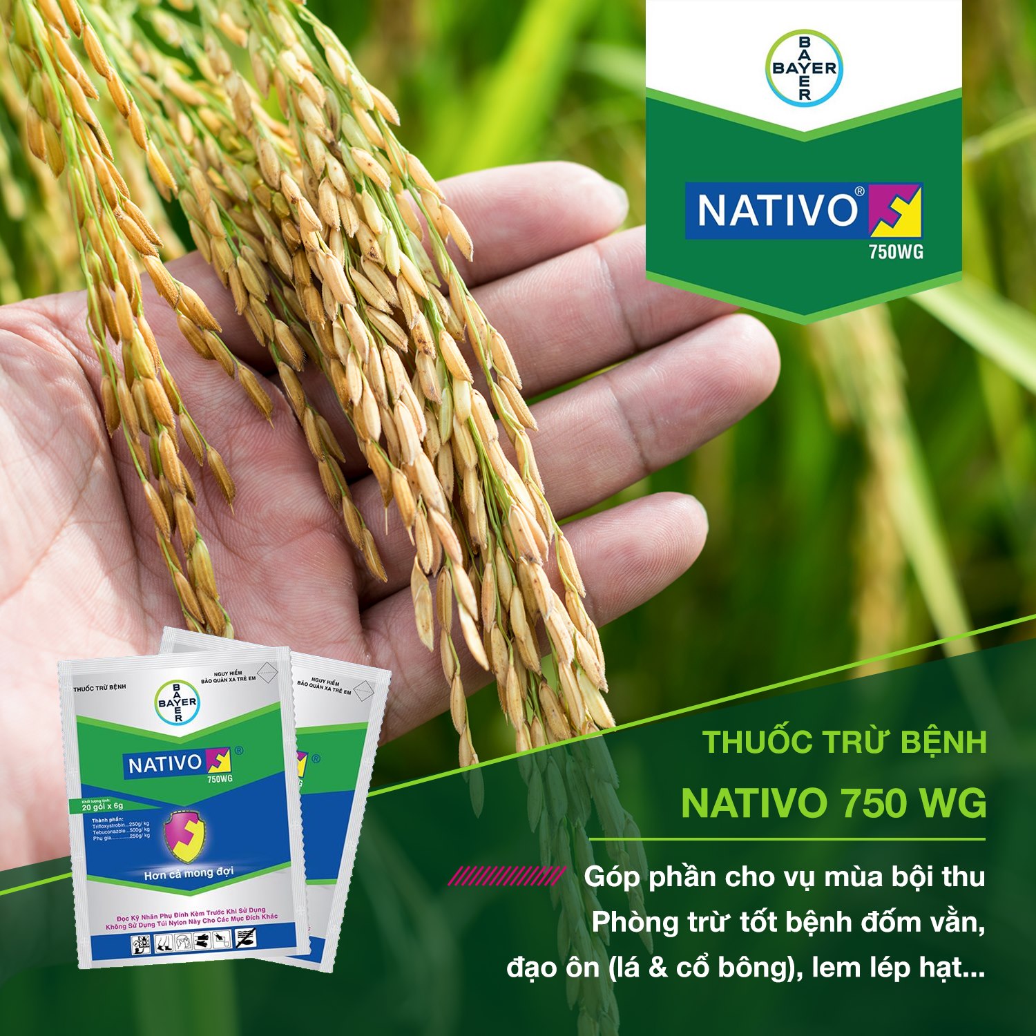 NATIVO 750WG, phân bón phòng trừ nấm bệnh thán thư, sương mai, vàng lá, rỉ sắt ... cho cây trồng