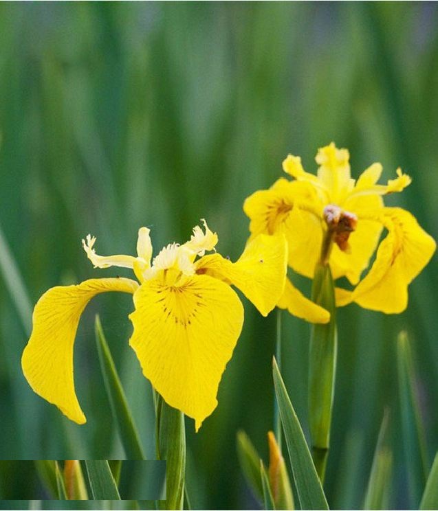 Hạt Giống Diên Vĩ Vàng (Iris Vàng) - Gói 10 hạt