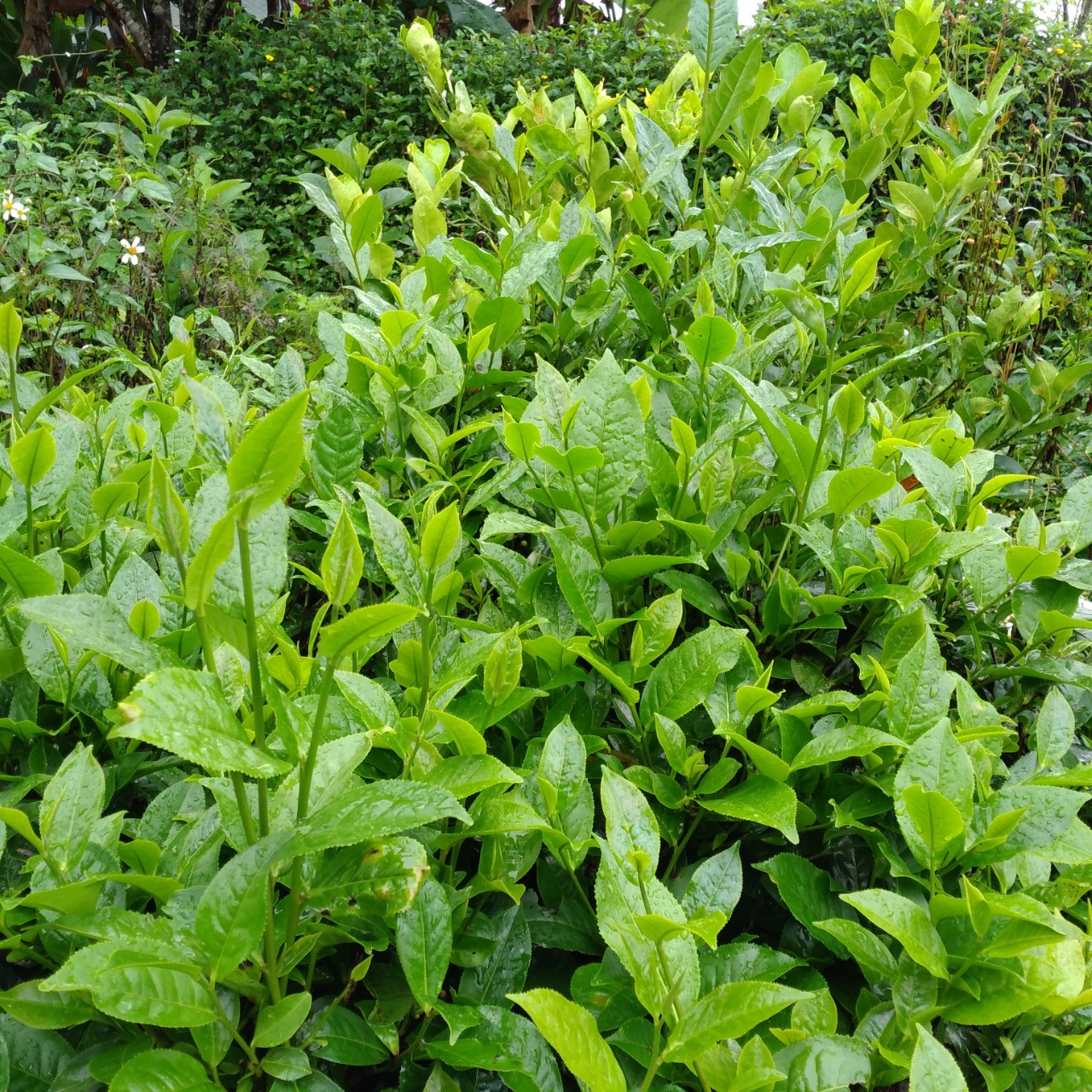 TRÀ TƯƠI / CHÈ TƯƠI BẢO LỘC 1KG