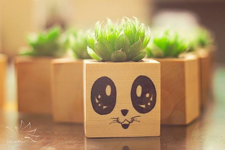 Hộp gỗ trồng cây sen đá tự nhiên