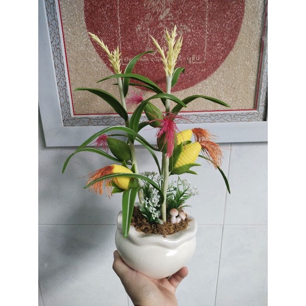 Chậu bắp đất sét mẫu để bàn