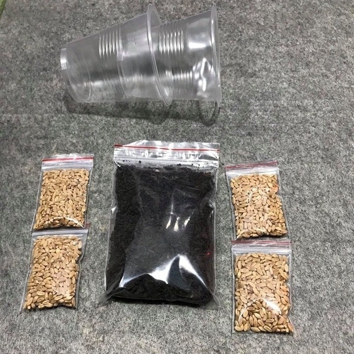 Hạt Giống Cỏ Mèo