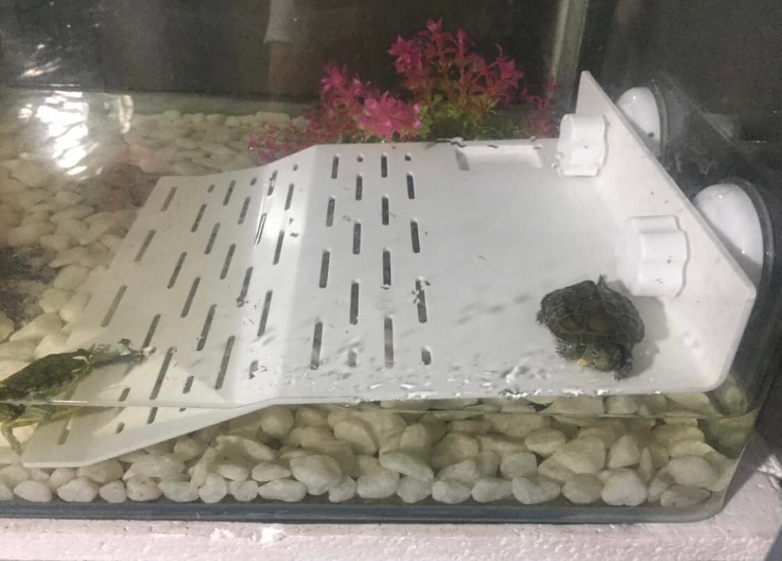 Máng Leo Dành Cho Rùa Nước