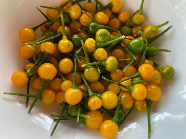 Hạt Giống ỚT PERU AJI CHARAPITA 145