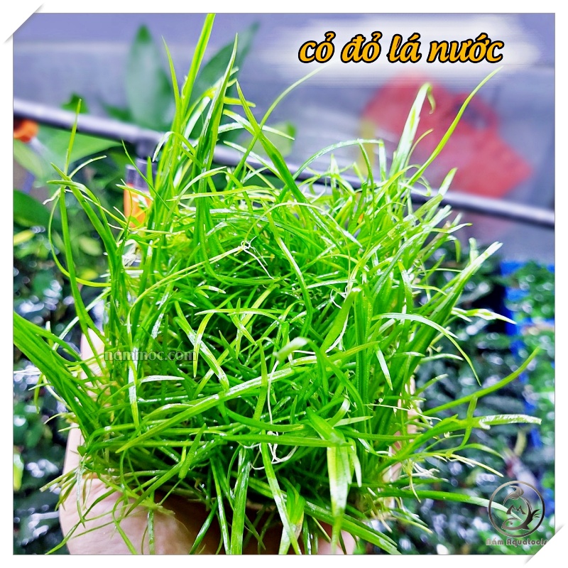 Cây cỏ đỏ | cây thuỷ sinh tiền cảnh - thảm nền cho bể thuỷ sinh