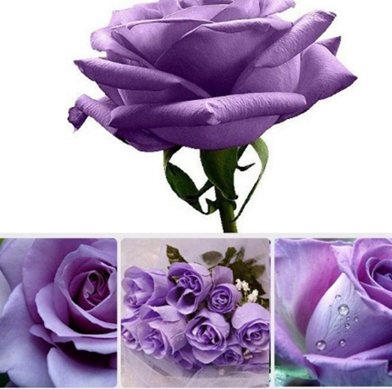 10 Hạt giống hoa Hồng tím nảy mầm tốt