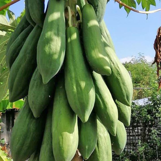 Hạt Giống Đu Đủ Thái Phuket Sai Trái (20 Hạt)